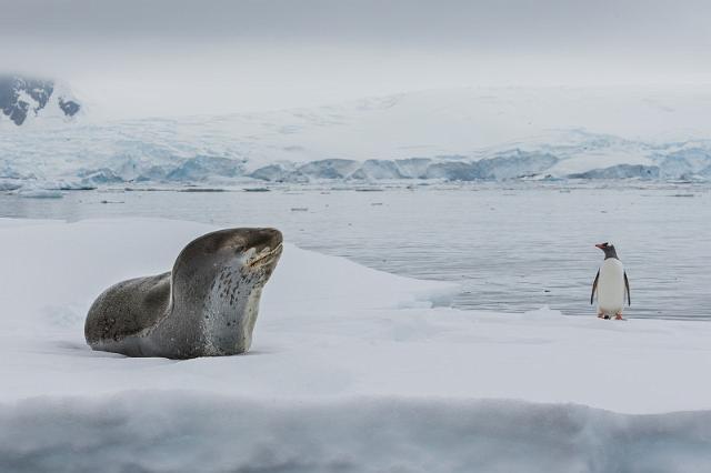 114 Antarctica, Yalour Island, zeeluipaard.jpg